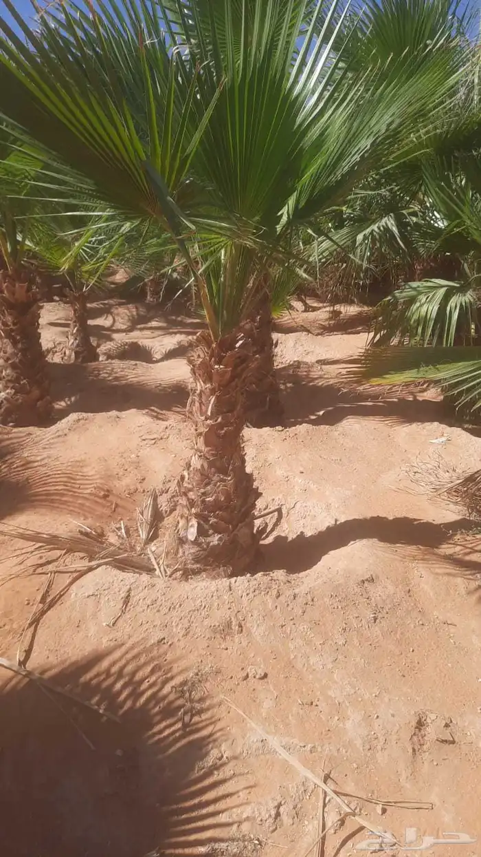 نخل للبيع 7