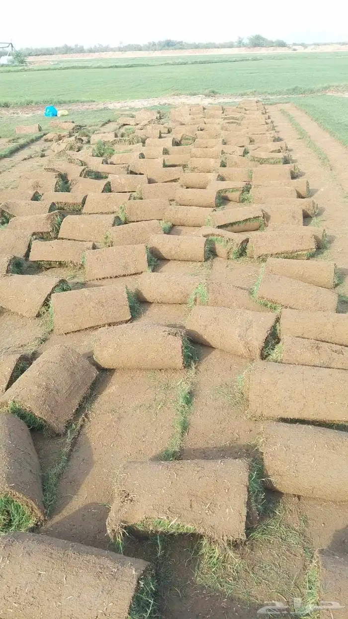 نجيل طبيعي 3