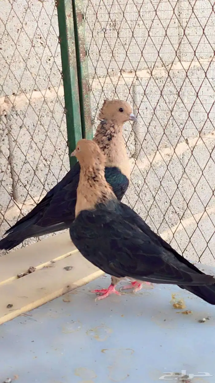 حمام ارشنجل 4