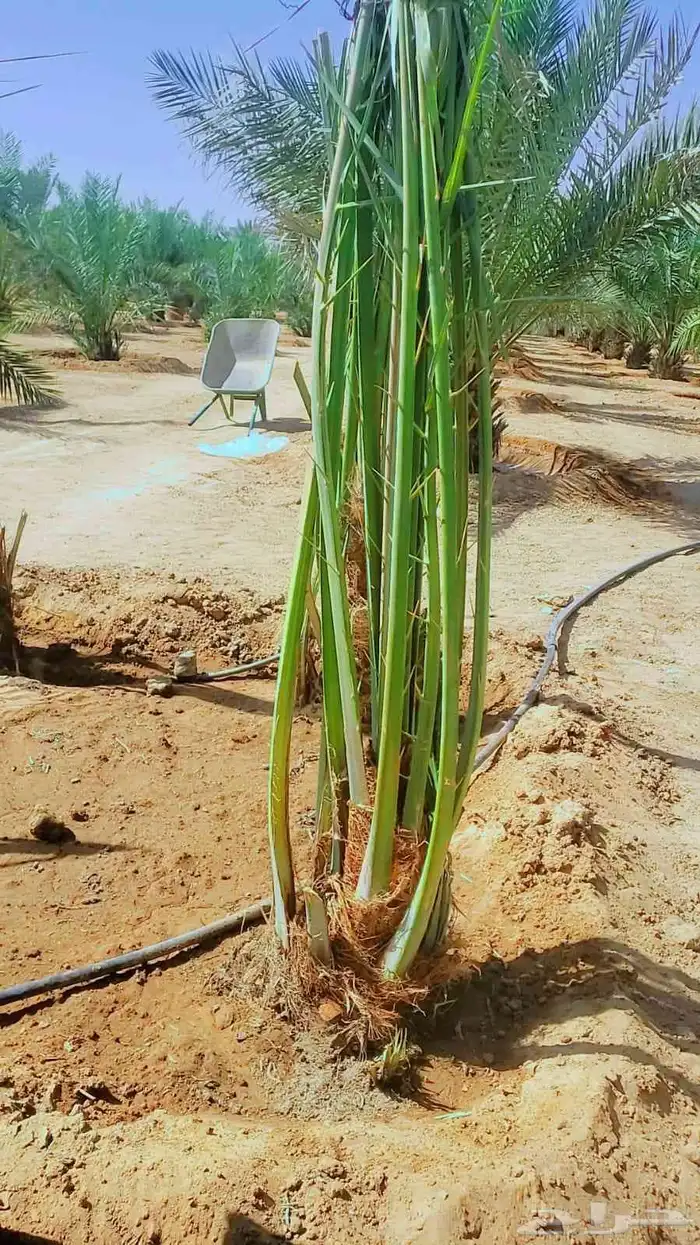 نخل للبيع نخل القصيم جثايث فروخ ونانه صقعي مجدول سكري خلاص 3