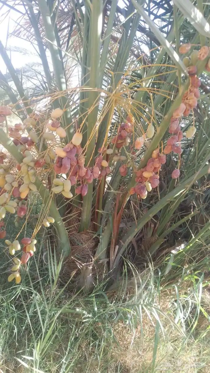 نخيل فراخه نخل للبيع 0