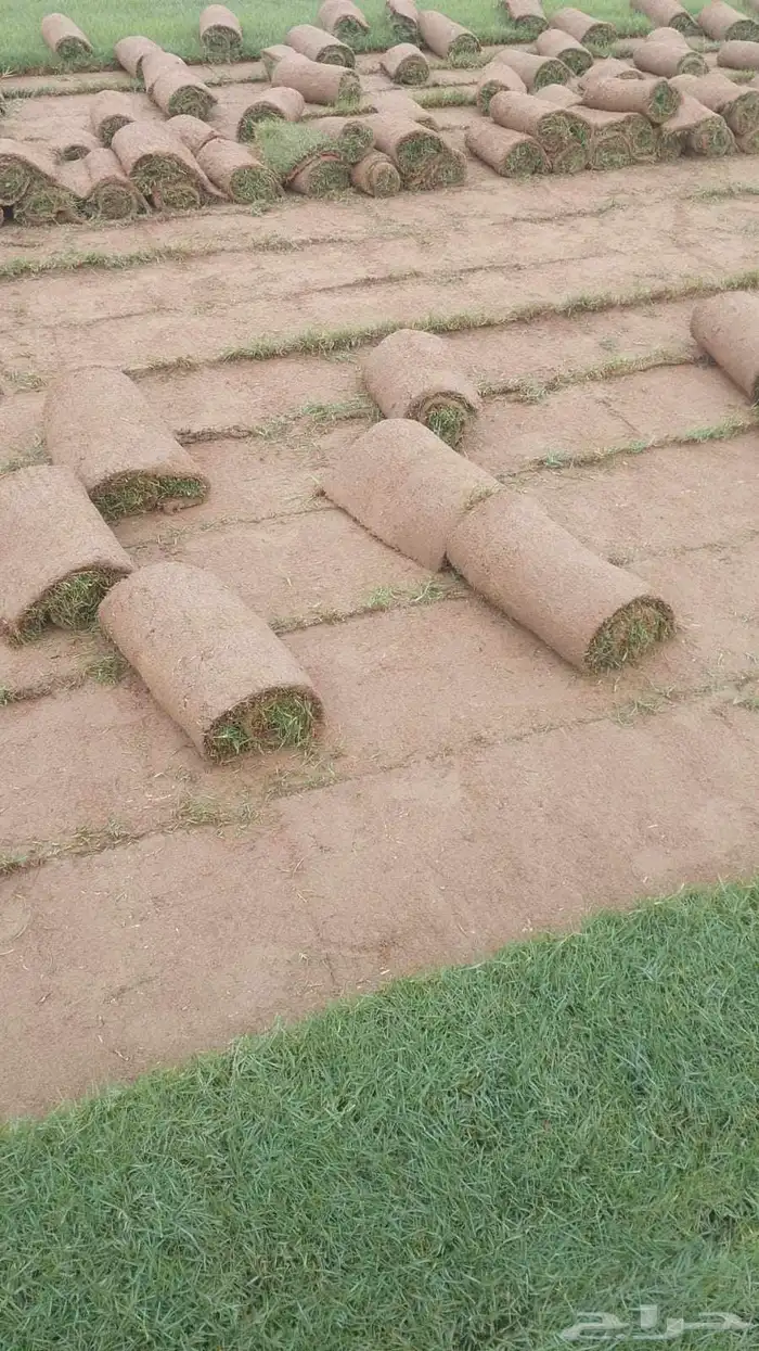 نجيل طبيعي 9