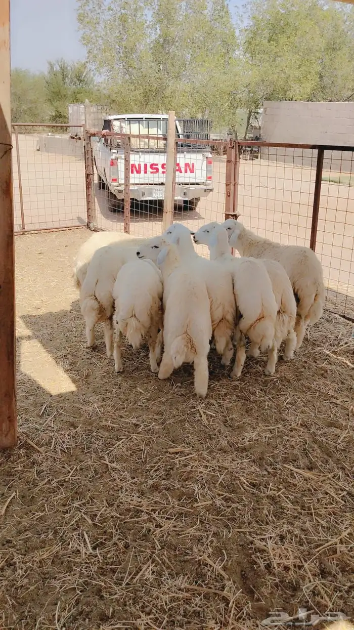 خرفان حريات لباني خدمة سلخ و توصيل 0