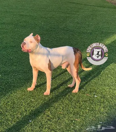 بتبول Pitbull index