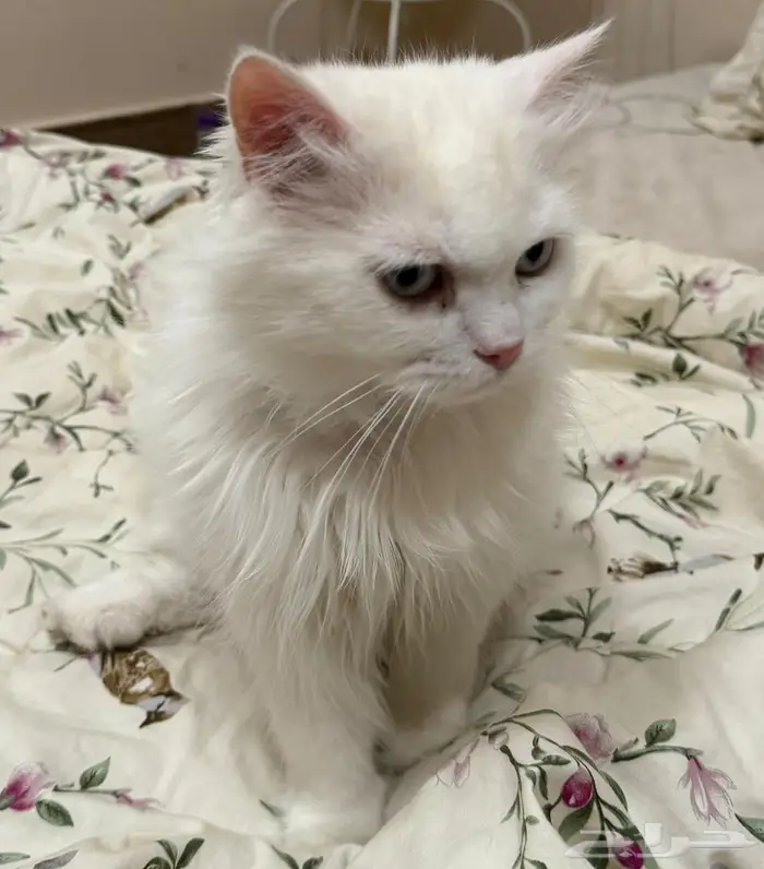 قطط تبني الرس 2