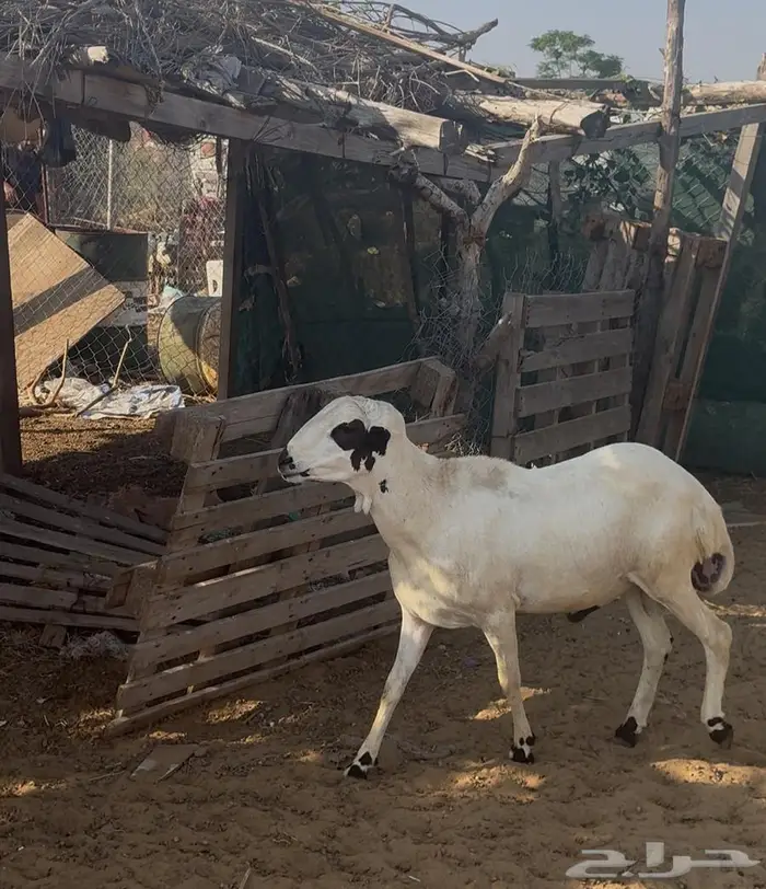 فحل بلدي مشروط 1