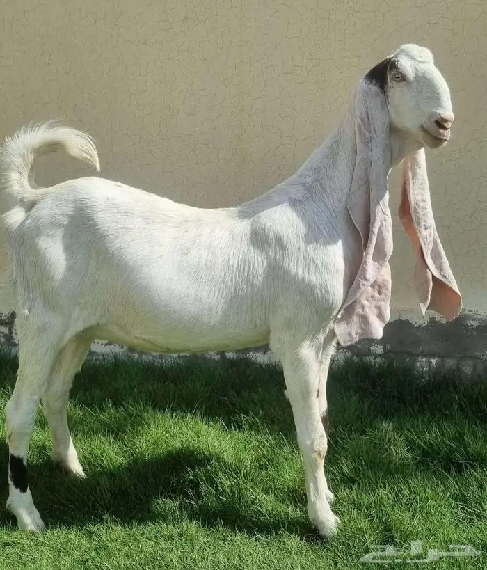 عنز حجازيه(هولنديه)خصم دافع 3