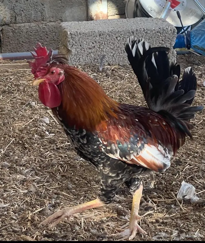 ديك بلدي ترثة سلالة صافية أفرق ماكنتوش العمر فوق 6 شهور 0