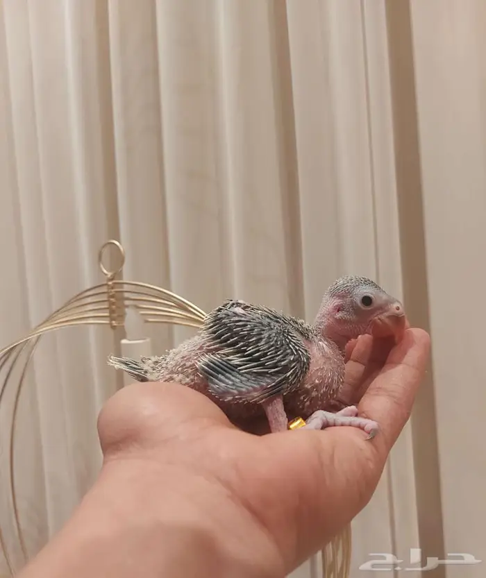 فرخ درة هندي (( تم البيع )) 1