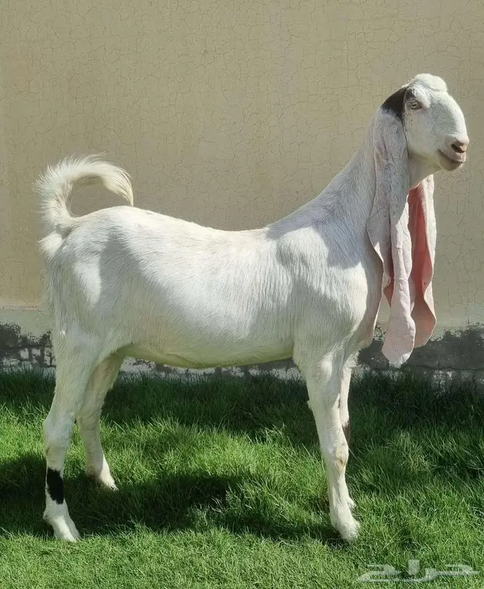 عنز حجازيه(هولنديه)خصم دافع 1