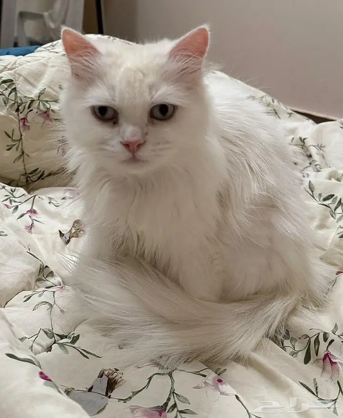 قطط تبني الرس 1