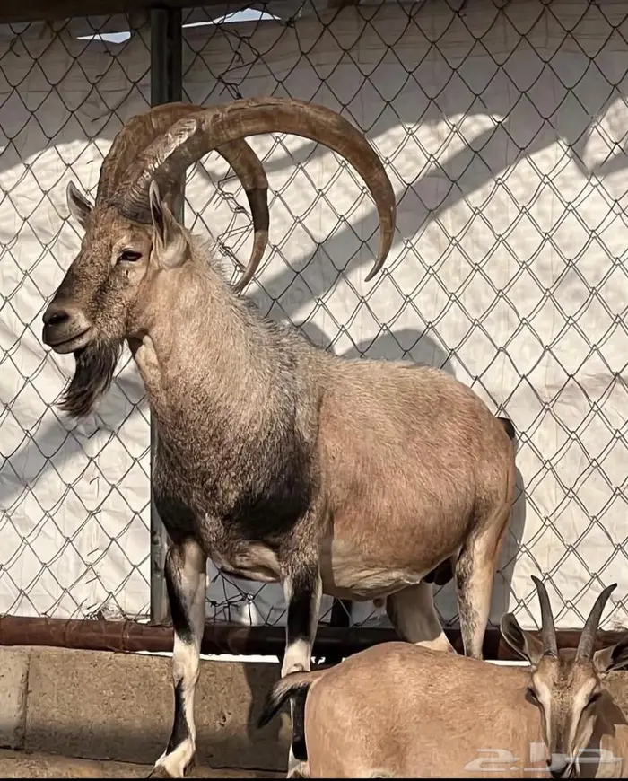 معزا حص جنوبيات لون الصيد هجين وعل مهجن 0