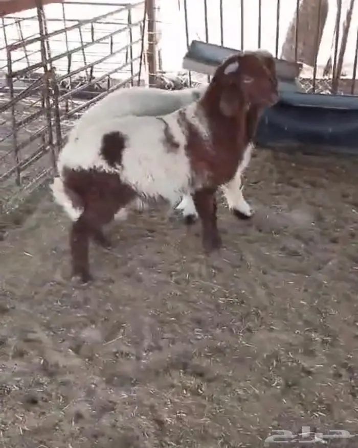 هرافى نعيم للبيع 0