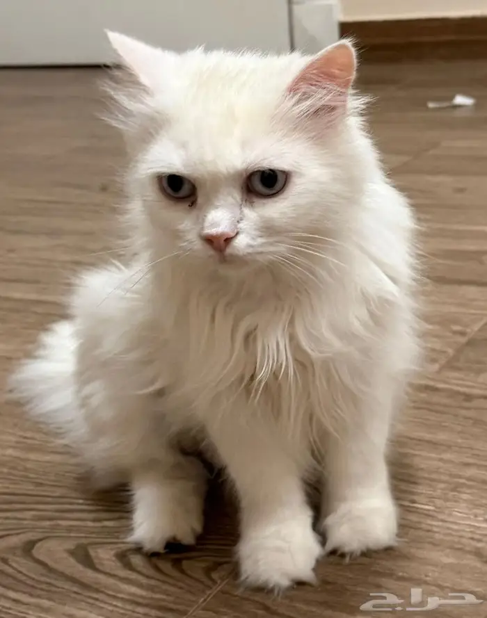 قطط تبني الرس 0