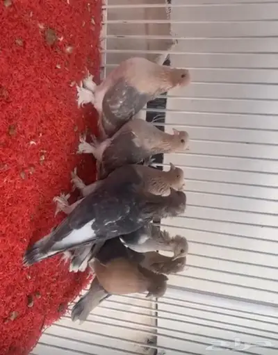 طيور مميزه index