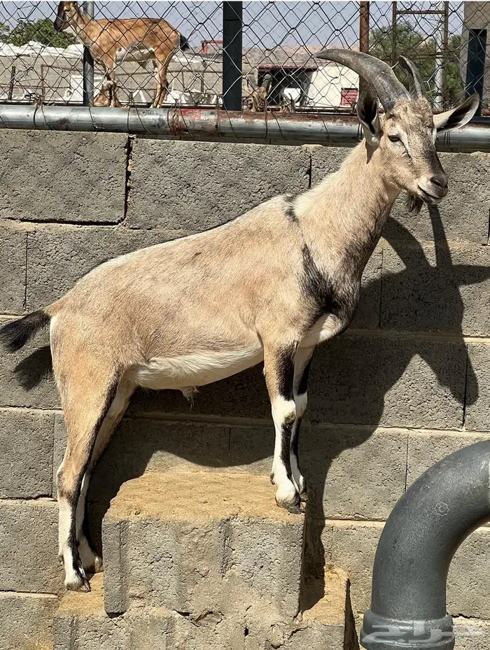 معزا حص جنوبيات لون الصيد هجين وعل مهجن 3