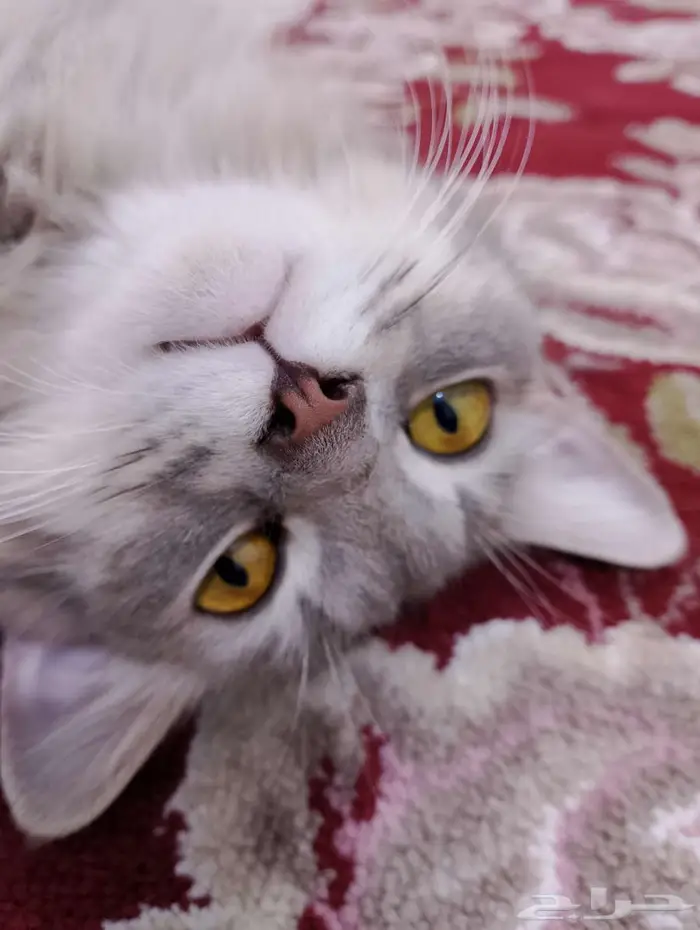 قطه للتبني وليس للبيع 1