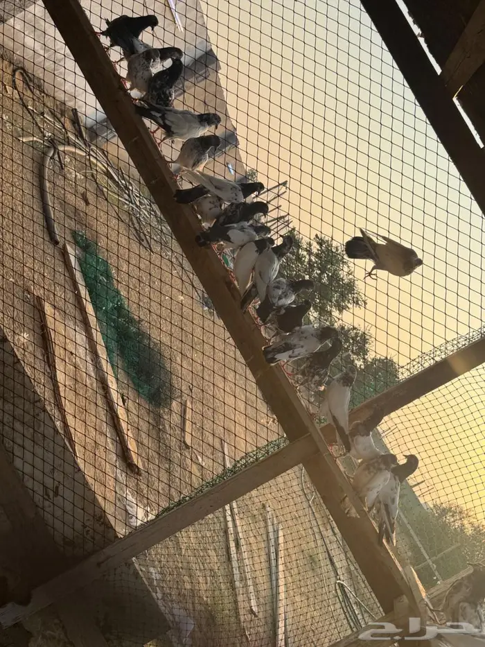 حمام باكستاني 2