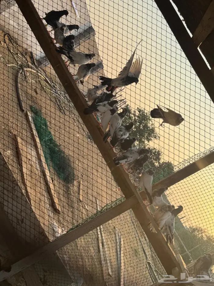 حمام باكستاني 0