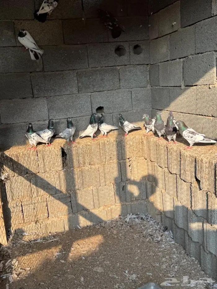 حمام باكستاني 12