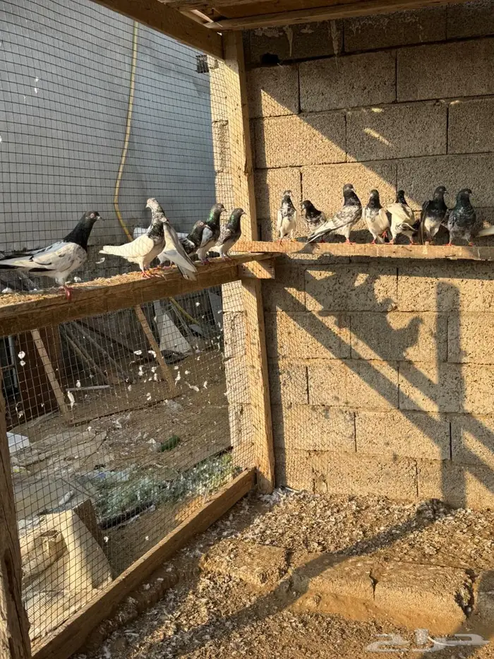 حمام باكستاني 15