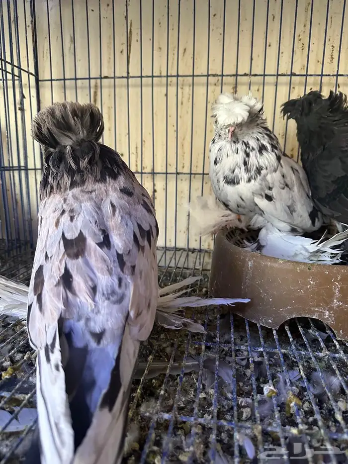 جوز وذكر بخارى انتاج 2025 للبيع 1