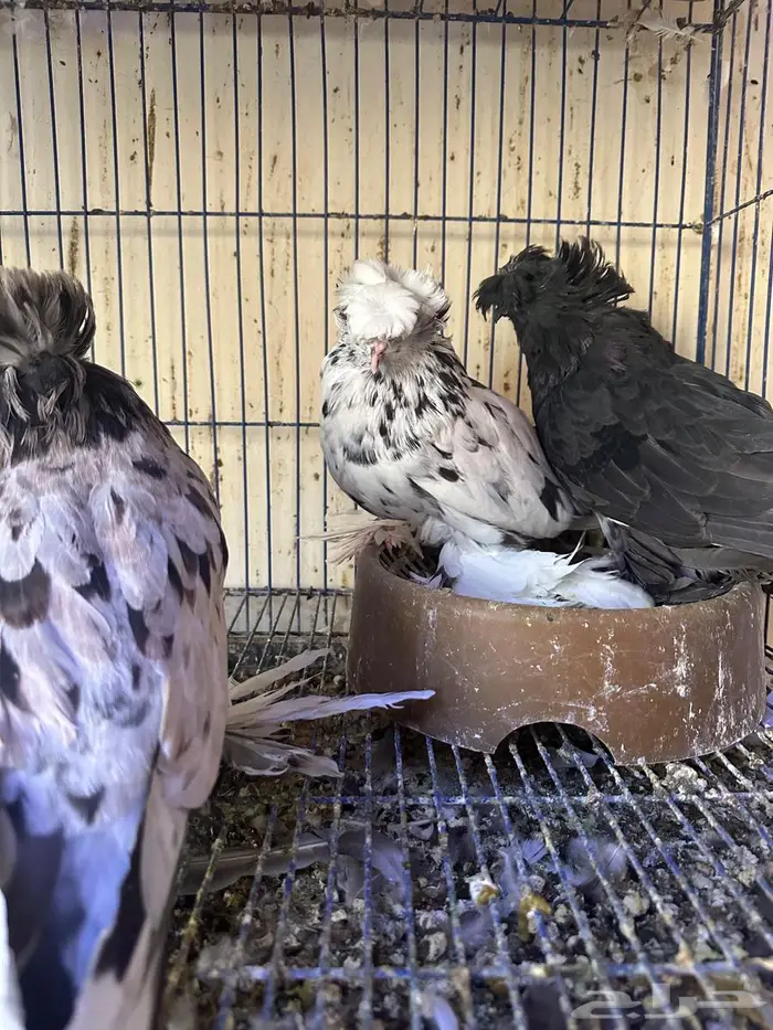 جوز وذكر بخارى انتاج 2025 للبيع 0