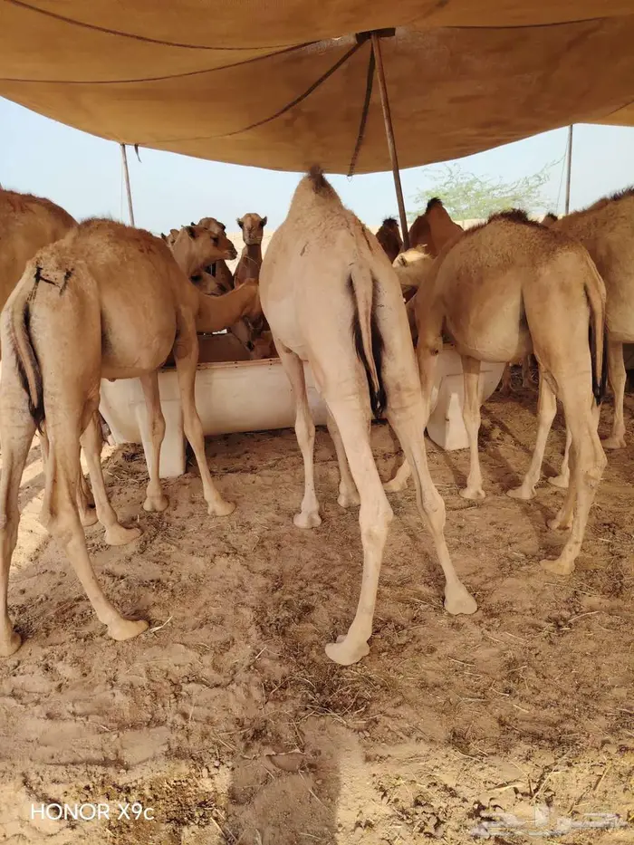 15قعود مفاريد للبيع 0