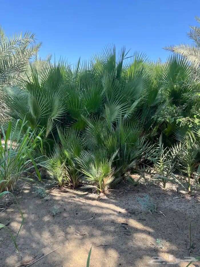 نخل واشنطني 0