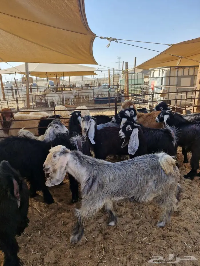 ذبايح نعيم حري تيوس 3