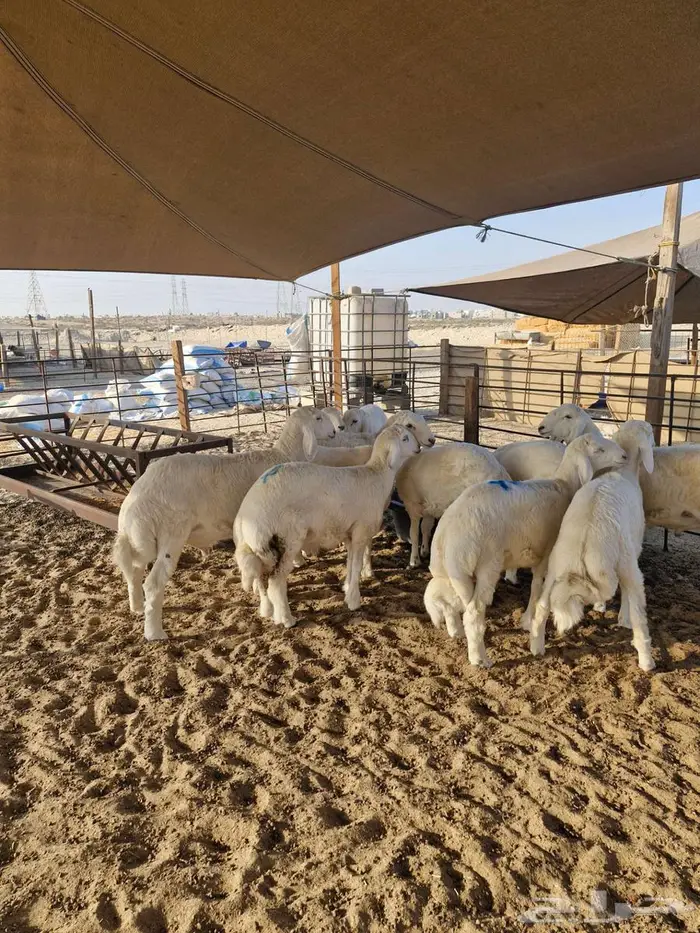 ذبايح نعيم حري تيوس 0