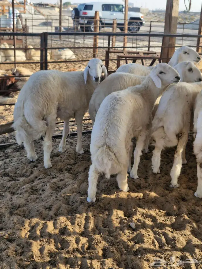 ذبايح نعيم حري تيوس 24