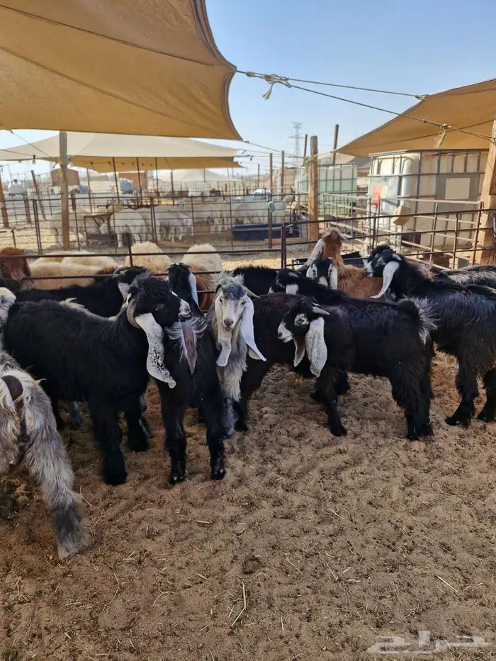 ذبايح نعيم حري تيوس 23