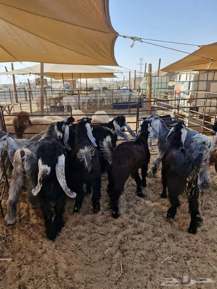 ذبايح نعيم حري تيوس 17