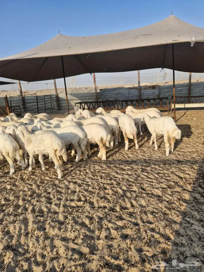 ذبايح نعيم حري تيوس 25