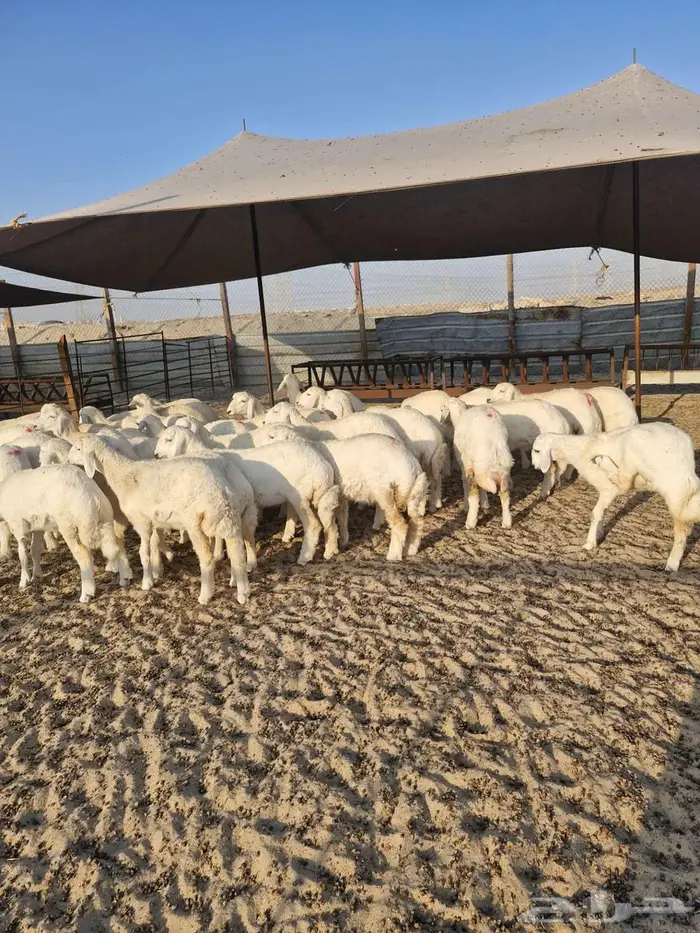 ذبايح نعيم حري تيوس 14