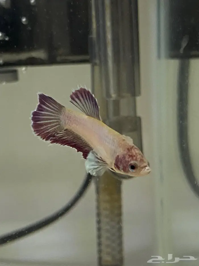 سمك زينه(فايتر اناث ذكور) ربيان شريمب نهري وحلزون 3