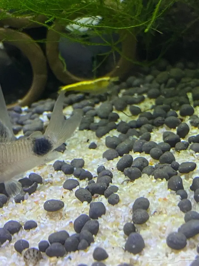 سمك زينه(فايتر اناث ذكور) ربيان شريمب نهري وحلزون 1