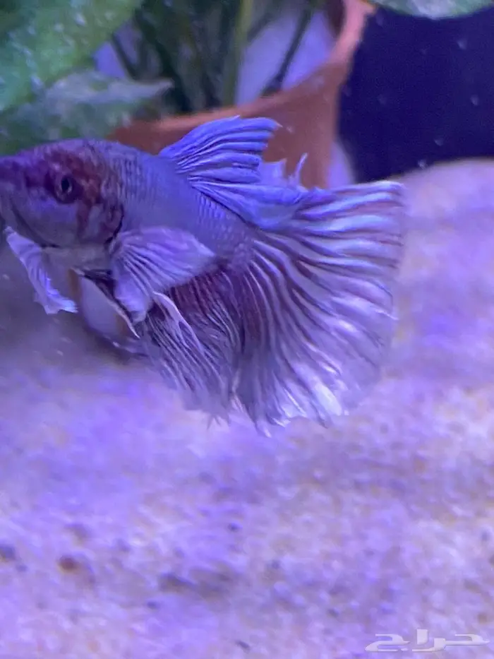 سمك زينه(فايتر اناث ذكور) ربيان شريمب نهري وحلزون 4