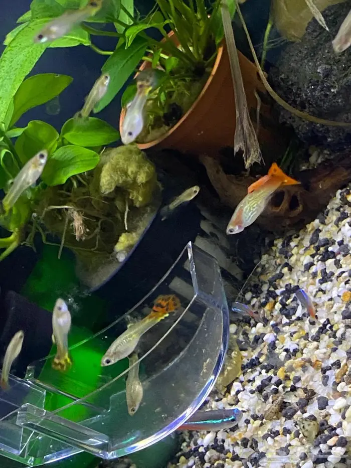 سمك زينه(فايتر اناث ذكور) ربيان شريمب نهري وحلزون 6