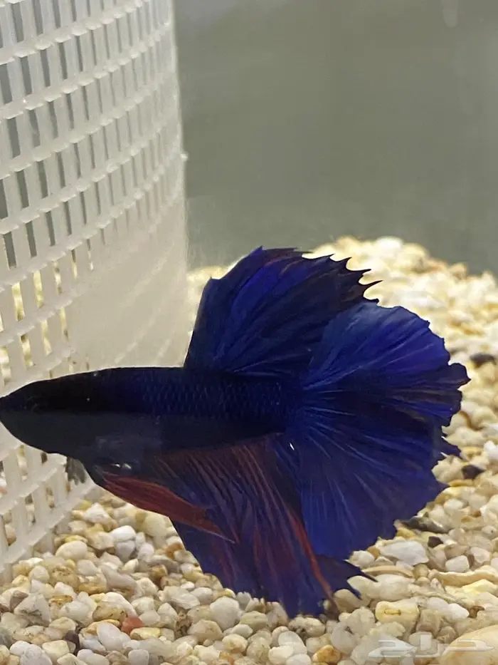 سمك زينه(فايتر اناث ذكور) ربيان شريمب نهري وحلزون 11