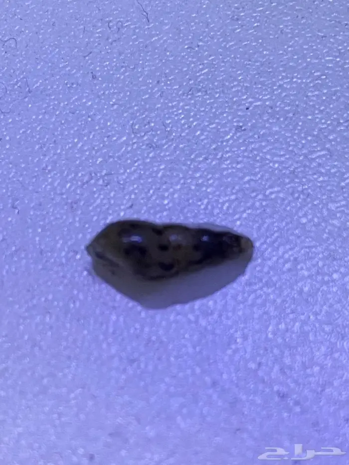 سمك زينه(فايتر اناث ذكور) ربيان شريمب نهري وحلزون 12