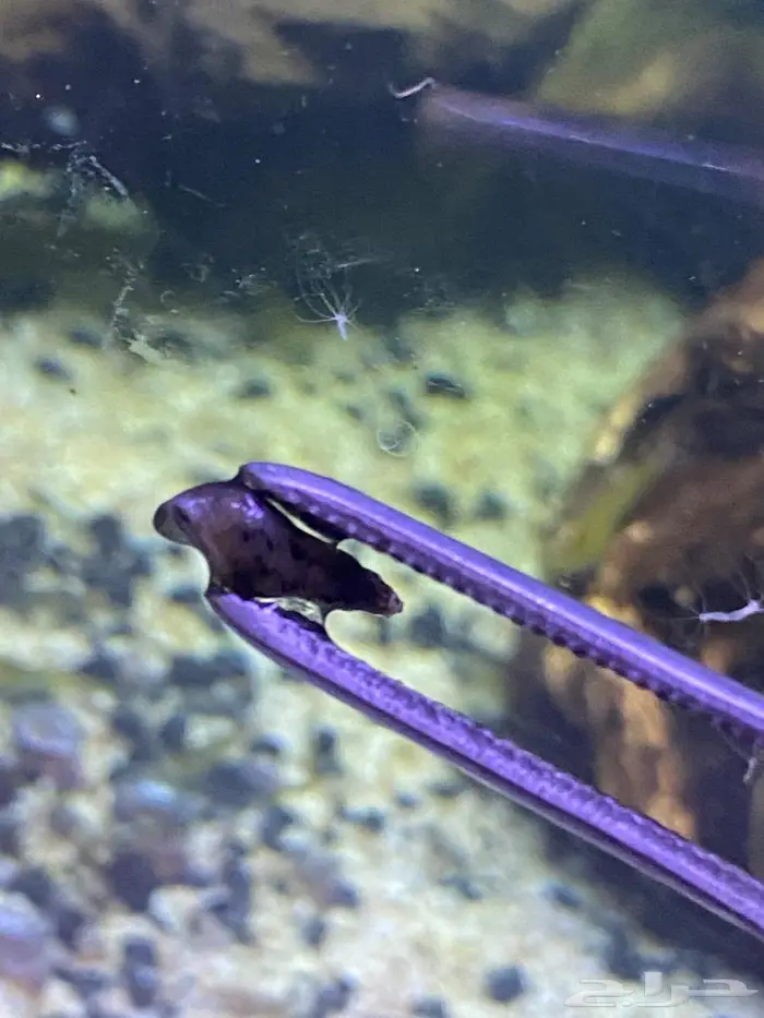 سمك زينه(فايتر اناث ذكور) ربيان شريمب نهري وحلزون 13