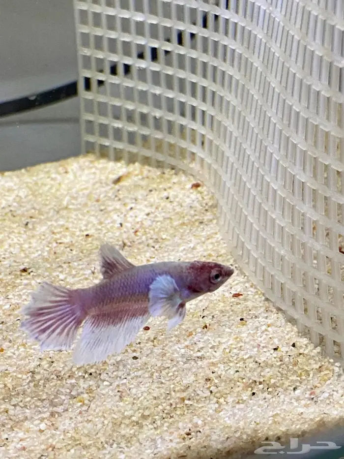 سمك زينه(فايتر اناث ذكور) ربيان شريمب نهري وحلزون 0