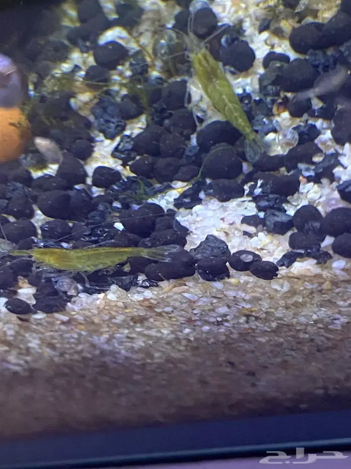 سمك زينه(فايتر اناث ذكور) ربيان شريمب نهري وحلزون 14