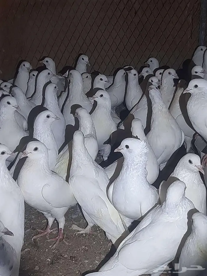 دجاج فيومي بشاير 2