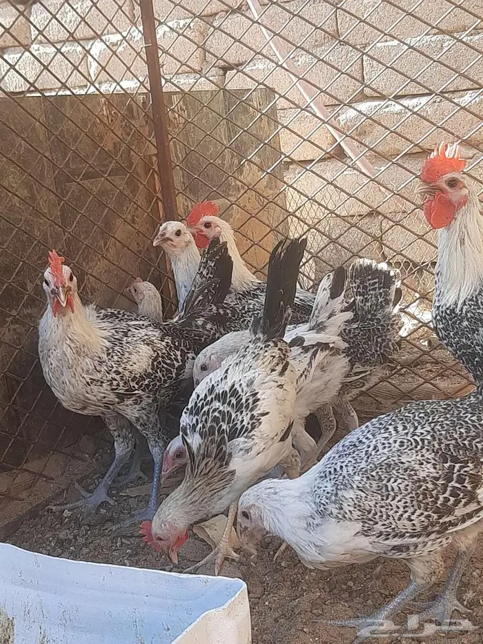 دجاج فيومي بشاير 1