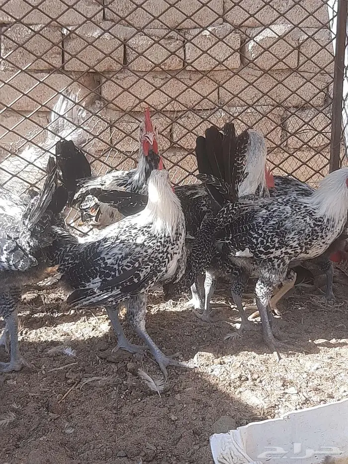 دجاج فيومي بشاير 0