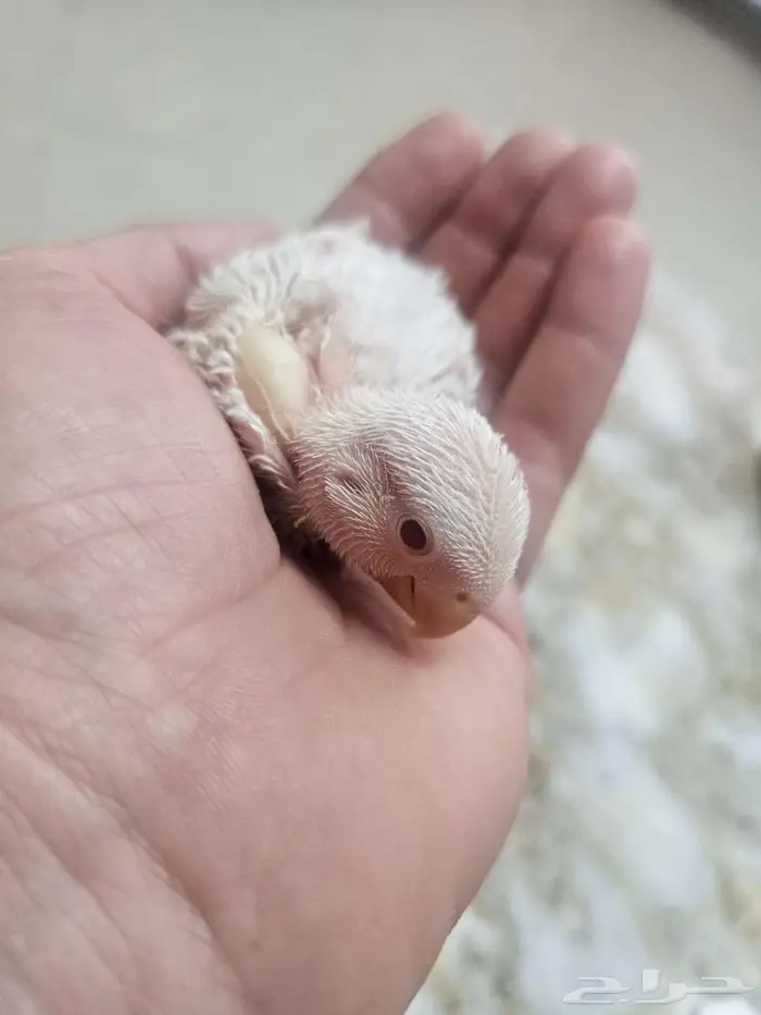 فرخ روز غر 0