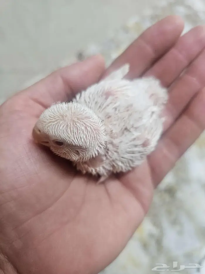 فرخ روز غر 1